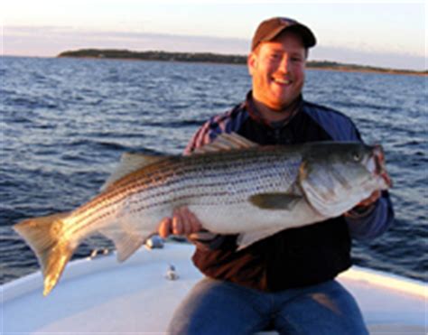 rhode island striper fishing forum.